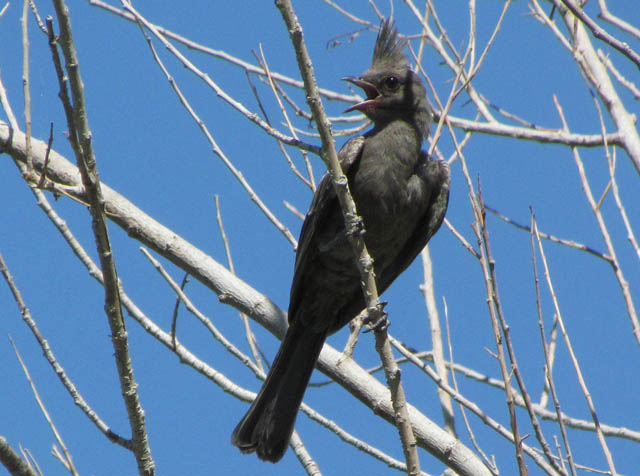 Phainopepla